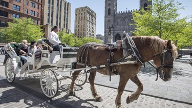 A horse-drawn carriage rides past the Notre Dame cathedral in Old Montreal Wednesday, May 18, 2016 in Montreal.