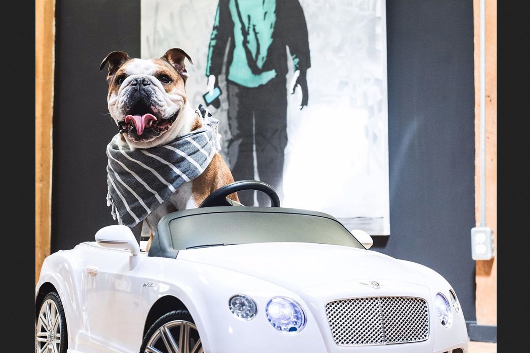 Meet the real star of the 2020 Toronto auto show, a dog named Bentley ...