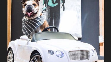 Bentley the Dog Instagram
