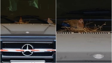 Dubai Crown Prince ropes off Mercedes G-Class for nesting birds