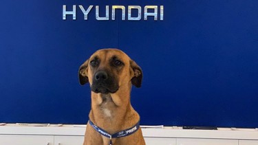 Stray dog wins honorary employee status from Brazil Hyundai dealership