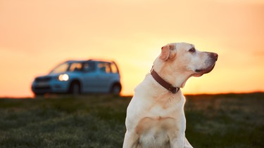 Dog traveler