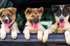 These are our 5 picks for the most dog-friendly rides on the market