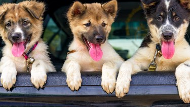 A litter of puppies in a pickup truck