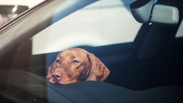 Hot dog in car