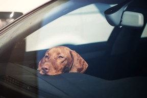 Hot dog in car