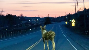 jp animal moose deer wildlife night driving road danger