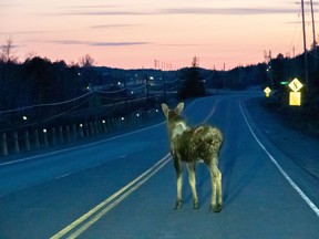 Moose on northern Ontario road
