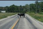 Kuh, die von der Straße in Ontario eskortiert wurde, nachdem sie etwas hinter sich gebracht hatte, was ein böser Burnout gewesen sein muss