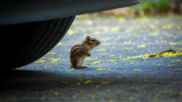 North American chipmunk exploring the driveway early spring