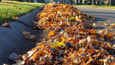 Autumn leaves in the gutter