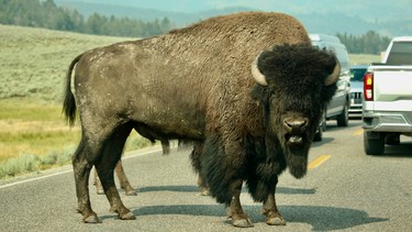 OPP warn of bison in the Highway 64 area.,