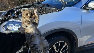 Kitten saved from Nissan Rogue engine bay after frightening highway ride