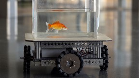 A goldfish navigates on land using a fish-operated vehicle developed by a research team at Ben-Gurion University in Beersheba, Israel, January 6, 2022. Picture taken January 6, 2022.