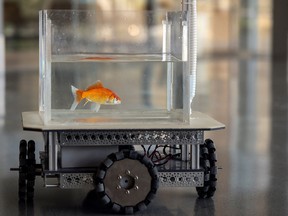 A goldfish navigates on land using a fish-operated vehicle developed by a research team at Ben-Gurion University in Beersheba, Israel, January 6, 2022. Picture taken January 6, 2022.