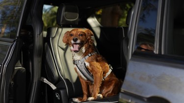Chrysler brand is marking National Pet Day on April 11 by calling out the top five pet-friendly features of the redesigned 2021 Chrysler Pacifica.