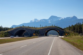 Animal Crossing Bridge über den Trans-Canada Highway im Banff Nationalpark, Alberta, Kanada.