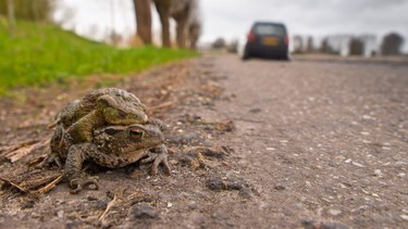 One million animals are killed on roads in the Greater Toronto Area each year, according to a new study conducted by the Toronto Region Conservation Authority (TRCA) and the University of Toronto.