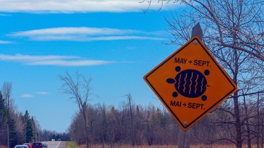 Painted turtle crossing just outside of Merrickville, Ontario, Canada