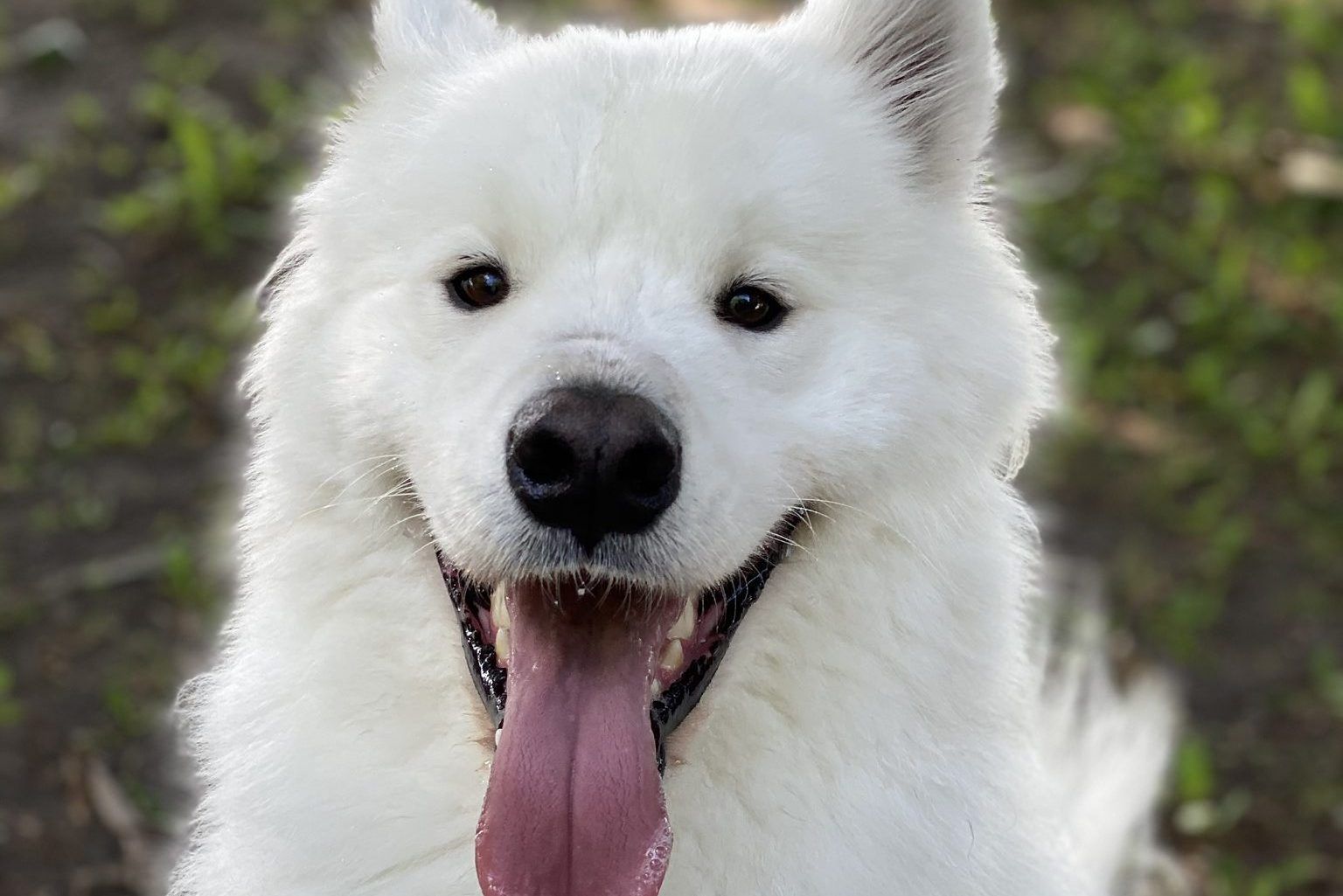 Toronto dog walker accused of second pet death in hot car | Driving