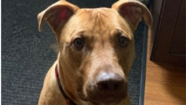 This brown Mastiff-Shepherd mix named Jaxx was inside a pickup truck that was stolen in London on Monday June 6, 2022, according to London police. Photo: London police