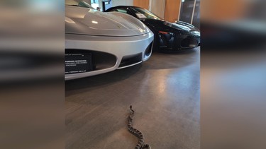 A rattlesnake discovered in a Ferrari in B.C.