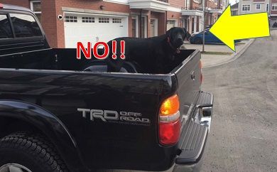 B.C. driver fined for traveling with dog in pickup truck bed