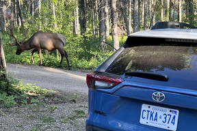 Deer in Prince Albert National Park, Saskatchewan