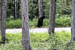 Black bear in Prince Albert National Park, Saskatchewan