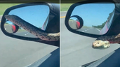 Un serpent fait irruption à sa fenêtre sur l'autoroute