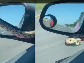 Au Kansas, une dame a eu la peur de sa vie lorsqu’un serpent est apparu sur son pare-brise et à sa fenêtre, en conduisant.