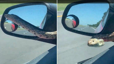 Au Kansas, une dame a eu la peur de sa vie lorsqu’un serpent est apparu sur son pare-brise et à sa fenêtre, en conduisant.