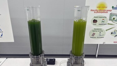 Honda’s Dreamo alga, used to turn carbon-dioxide into protein