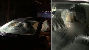 Dans le Connecticut, un ours pris au piège dans une voiture a alerté le voisinage en allumant les phares en pleine nuit.