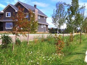 Photo of bioswale in the Trumpeter neighbourhood. Image from Stantec.