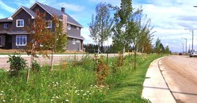 Photo of bioswale in the Trumpeter neighbourhood. Image from Stantec.