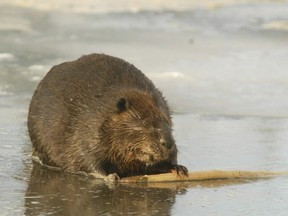 The beaver - a true symbol of Canadian values