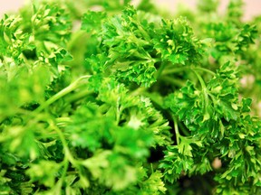 Curly parsley