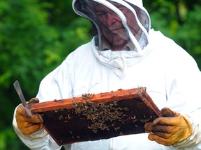 Edmonton Beekeeper Malcolm Connell looks after a secret, urban bee hive . Photo by Bruce Edwards, Edmonton Journal