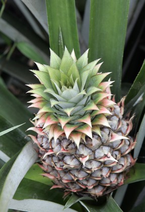 pineapple