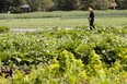 Misty Groat patrols the Green and Gold Garden for weeds at the University of Alberta's farm. JOURNAL FILE PHOTO