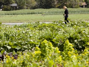 Misty Groat patrols the Green and Gold Garden for weeds at the University of Alberta's farm. JOURNAL FILE PHOTO
