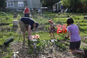 The Edmonton Food Council is hosting a panel discussion on community gardens.