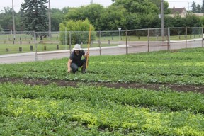 Northlands Urban Farm is showing under-utilized city land is an ideal place to grow food.