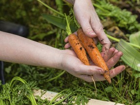 Carrots from the garden