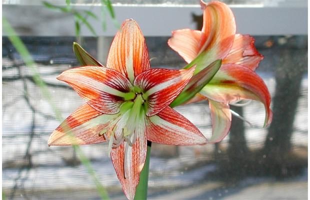 Pink Amaryllis Bulbs For Sale Online