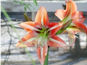 Amaryllis blooms in a variety of colours, including this festive combination of red and white.