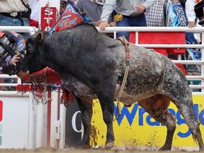 Austin Meier rides Up Tight to second place during the 2012 Calgary Stampede bull riding championships.