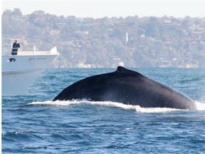 An Australian man gained infamy last week for jumping on the rotting carcass of a humpback whale that was being fed upon by several sharks.