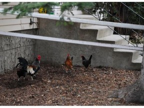 A preliminary survey of 800 city residents suggests more people are against having chickens in the city than in favour, 42 per cent compared to 35 per cent. Fifteen per cent would like to raise them.